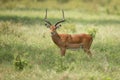 Male impala antelope Tragelaphus strepsiceros in natural habitat, Etosha National Park, Namibia Royalty Free Stock Photo