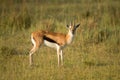 Male impala antelope Tragelaphus strepsiceros in natural habitat, Etosha National Park, Namibia Royalty Free Stock Photo