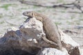 Rare rock monitor (Varanus albigularis), Etosha National Park Royalty Free Stock Photo