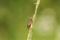 A beautiful rare Roesel`s Bush-Cricket, Metrioptera roeselii, perching on a grass seed head.