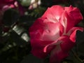 Rare rose flower at cultivation garden species Suni