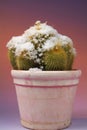Rare scene of cacti with snow tops Royalty Free Stock Photo