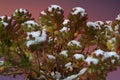 Rare scene of cacti with snow tops Royalty Free Stock Photo