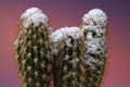 Rare scene of cacti with snow tops Royalty Free Stock Photo