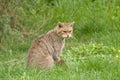 Rare Scottish Wildcat