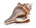 Rare sea shell isolated Royalty Free Stock Photo