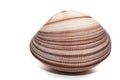 Rare sea shell isolated on white background.