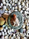 A rare sea shell