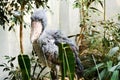 Rare Shoebill bird with a big beak in the wild green African jungles