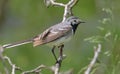 Rare shot of Adult female White wagtail sitting on tree branch in spring