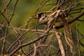 Rare shot of Indian palm squirrel or three-striped palm squirrel