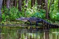 A Rare Shot of a Large Texas Alligator Walking on a Swampy River Bank. Royalty Free Stock Photo