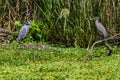 A Rare Shot of a Pair of Wild Yellow-crowned Night Heron (Nyctanassa violacea) Facing Each Other in Texas. Royalty Free Stock Photo