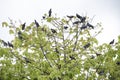 rare shot of rock dove pigeons sitting on branches