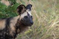 Rare shot of wild dog in Kruger park
