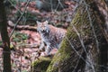 A rare shot of a wild lynx in the autumn forest, real photo