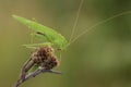 A rare Sickle-bearing Bush-cricket, Phaneroptera falcata, on a plant in Kent, UK.