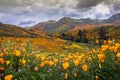 California poppies in bloom. Royalty Free Stock Photo