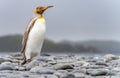 Light brown king penguins with melanism on South Georgia. A genetic mutation causes unusual brown plumage colouration.