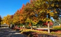 Rare sight of similar fall colors on the ground as it is on the tree top, Niagara Falls, ON, Canada