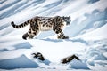 A rare sight of a snow leopard stealthily traversing a snow-covered Himalayan slope, its camouflage impeccable