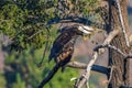 Rare Sighting American Bald Eagle in Southern California Series 3