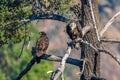 Rare Sighting American Bald Eagle in Southern California Series