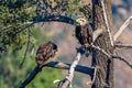 Rare Sighting American Bald Eagle in Southern California Series 11