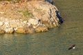 Rare Sighting American Bald Eagle in Southern California Series