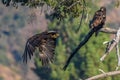 Rare Sighting American Bald Eagle in Southern California Series