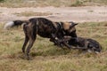 Two African wild dogs playing, part of a larger pack photographed at Sabi Sands Game Reserve, Kruger, South Africa