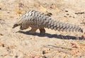 A Rare sighting of a wild Pangolin which is scurrying across the dry ground in Hwange National Park