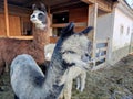 Rare silver grey alpaca with white alpaca and brown wooly llama Royalty Free Stock Photo