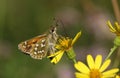 A rare Silver Spotted Skipper butterfly, Hesperia comma, nectaring on a Ragwort wildflower.