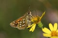 A rare Silver Spotted Skipper butterfly, Hesperia comma, nectaring on a Ragwort wildflower.