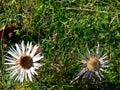 Rare silver thistles in the meadow