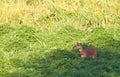 The rare Sitatunga Antelope