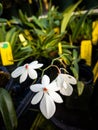 Rare six-petaled white orchid Royalty Free Stock Photo