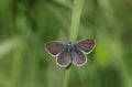 A rare Small Blue Butterfly, Cupido minimus, perching on a blade of grass. Royalty Free Stock Photo