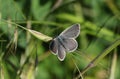 A rare Small Blue Butterfly, Cupido minimus, perching on a grass seed head. Royalty Free Stock Photo