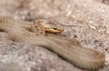 A rare Smooth Snake, Coronella austriaca, coiled up in heathland in the UK.