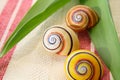 Rare snail shells Royalty Free Stock Photo