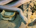 Baja California Rat Snake.