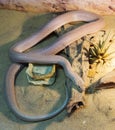 Baja California Rat Snake.