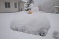 Rare snow goose completely snowbound