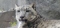 Rare snow leopard staring Royalty Free Stock Photo