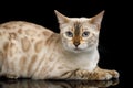 Snow white Bengal Cat isolated on Black Background Royalty Free Stock Photo