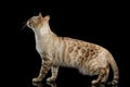 Snow white Bengal Cat isolated on Black Background Royalty Free Stock Photo