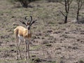 rare Soemmering gazelle, Gazella. soemmeringi, Awash National Park, Ethiopia