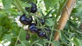 A rare sort of black tomatoes on the branch `Blueberry` grows on a bed in a garden. Tomato plant with black fruits tied to the s Royalty Free Stock Photo